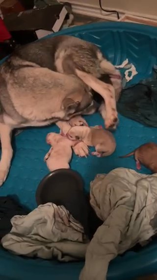 Puppies for sale, german shepherd