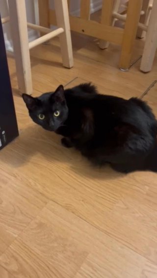 Black Cat
