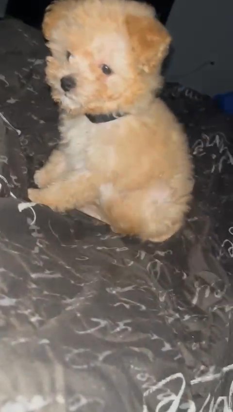 mini poodle