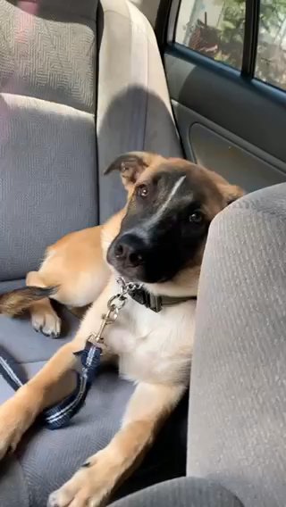 German Shepherd, Belgian Rehome