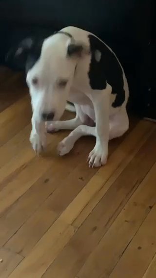 Valentine The Blue Nose