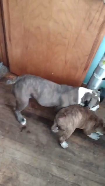Olde English Bulldog puppy 4 sale
