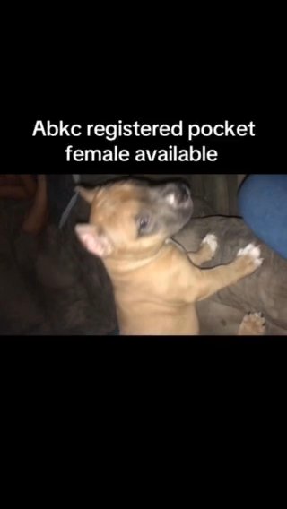 Abkc Pocket Bully Female