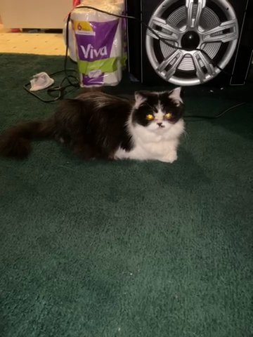Dolly needs a new home