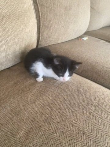 Free Kitten