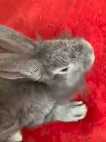 DARK GREY RABBIT