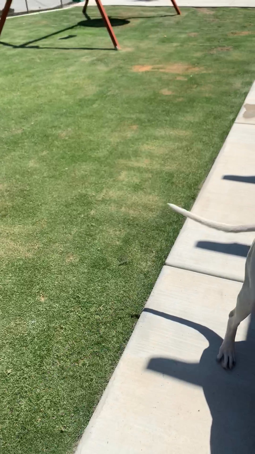 2yr old male pit bull