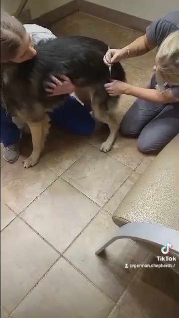 Rocco regular  check up