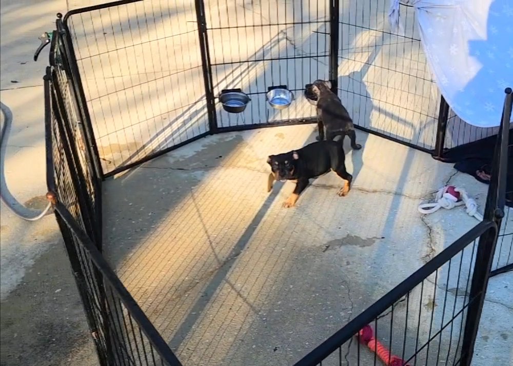 American Bully for sale... in Gainesville, Florida