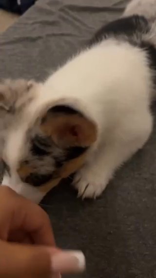 Cardigan Welsh Corgi