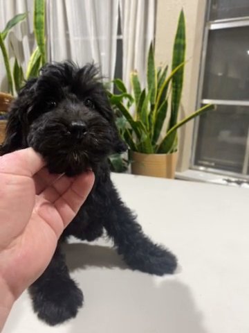 Elsa F1b Aussiedoodle