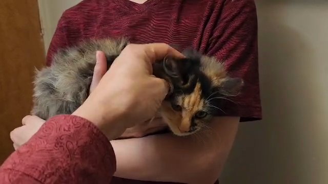 calico cat