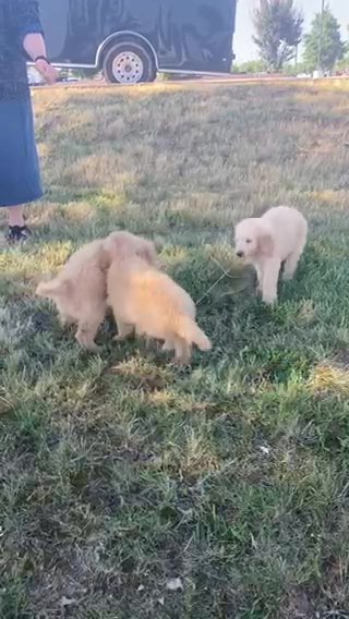 goldendoodle