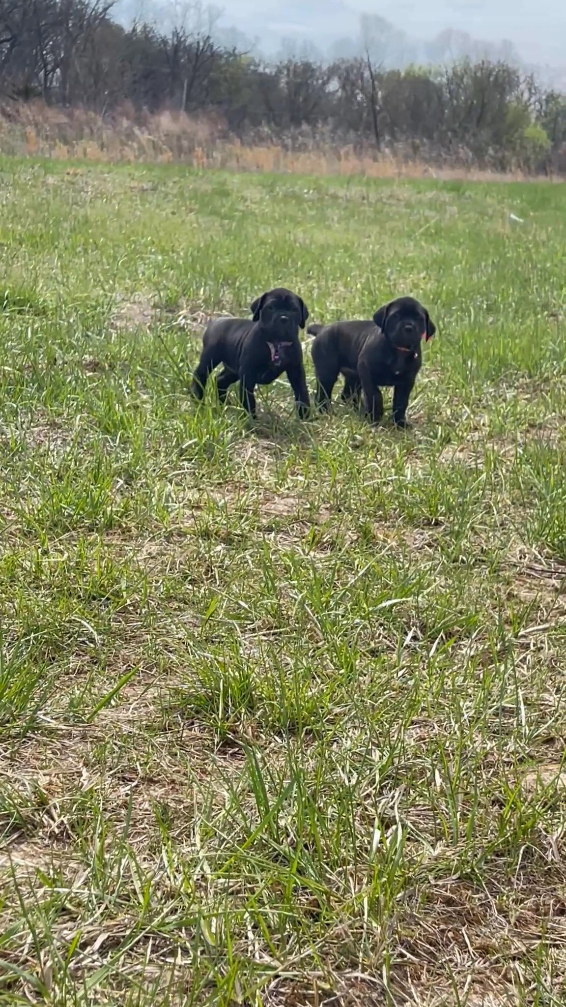 AKC Cane Corso