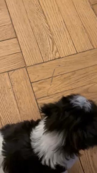 Looking For A Home