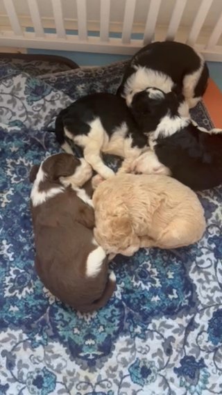 Mini sheepadoodles in Jonesboro, Arkansas