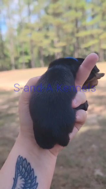 CKC Male Mini Dachshund( Kimper)