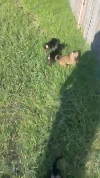 German shepherd x Belgian malinois puppies