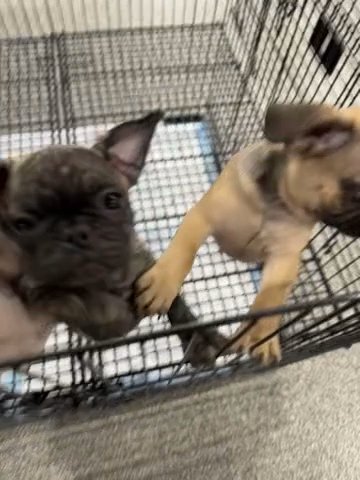 Frugs(Frenchie Pugs)