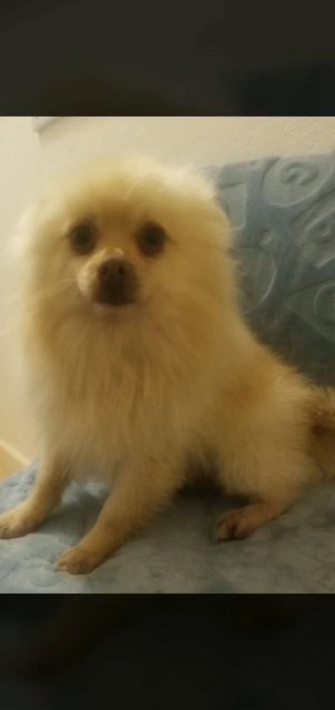 pure  bred pomeranian pups