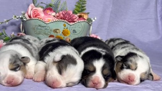 American corgis