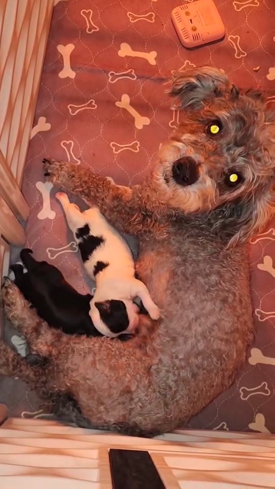 Yorkie Poo Puppies
