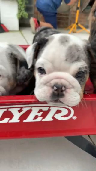 Lola’s Litter