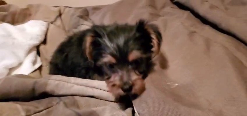 yorkie town  puppies