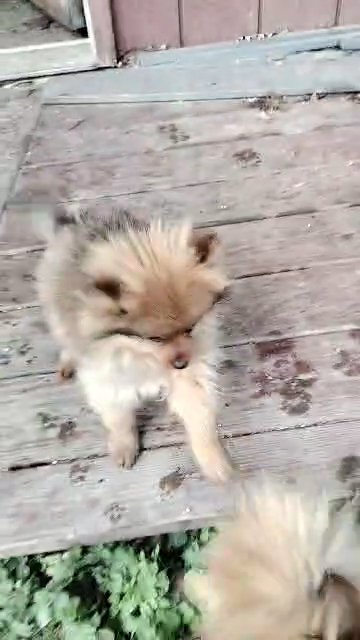 chippy