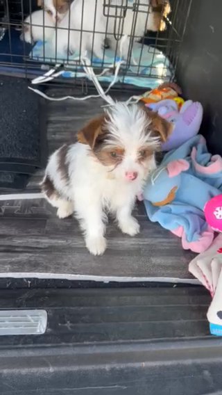 SOLD—“Po” Learning To Sit—AVAILABLE Yorkie