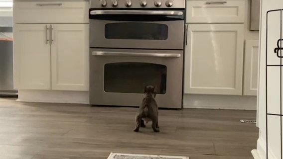 Frenchie 8 Weeks Old