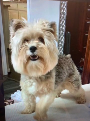 Yorkie Male … Brando
