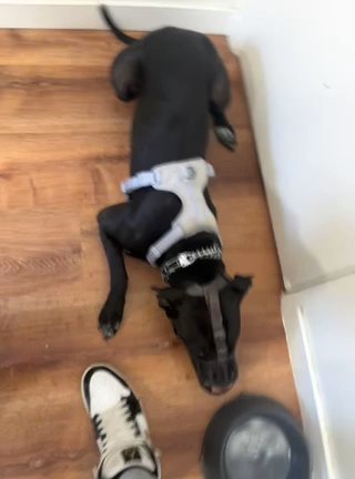 Pair Of Pit Mixed Labs