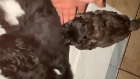 Shih Tzu puppies