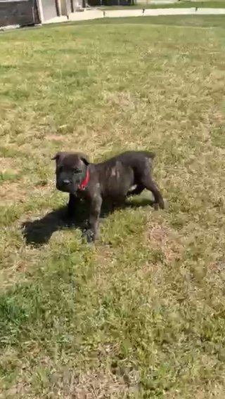 Bear Boy Cane Corso
