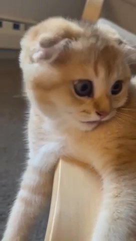 SOLD Purebred Scottish Fold Female Kitten