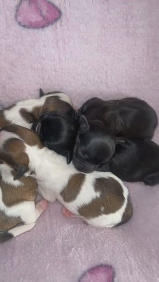 Malshi Puppies