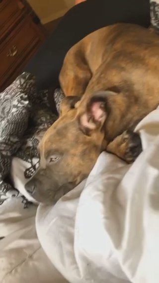 Pitbull For Sale