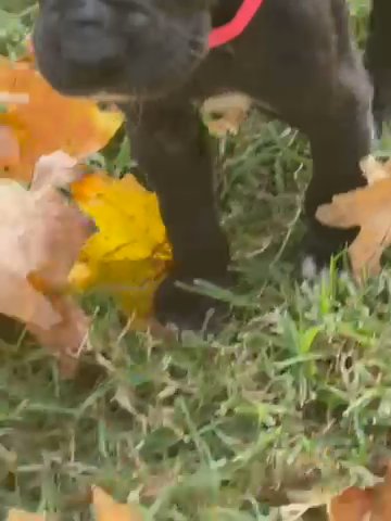 Akc Registered Great Dane