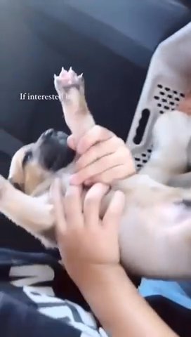 Puppies
