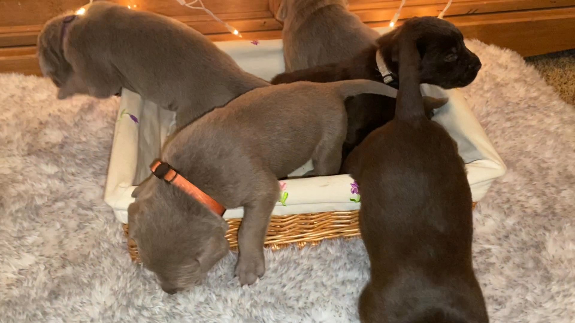 AKC labor retriever