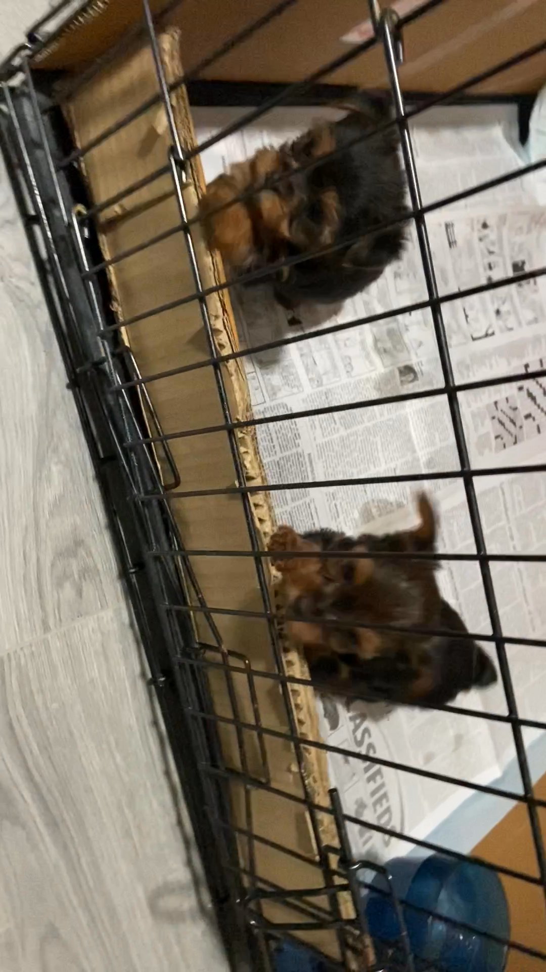 Christmas Yorkies
