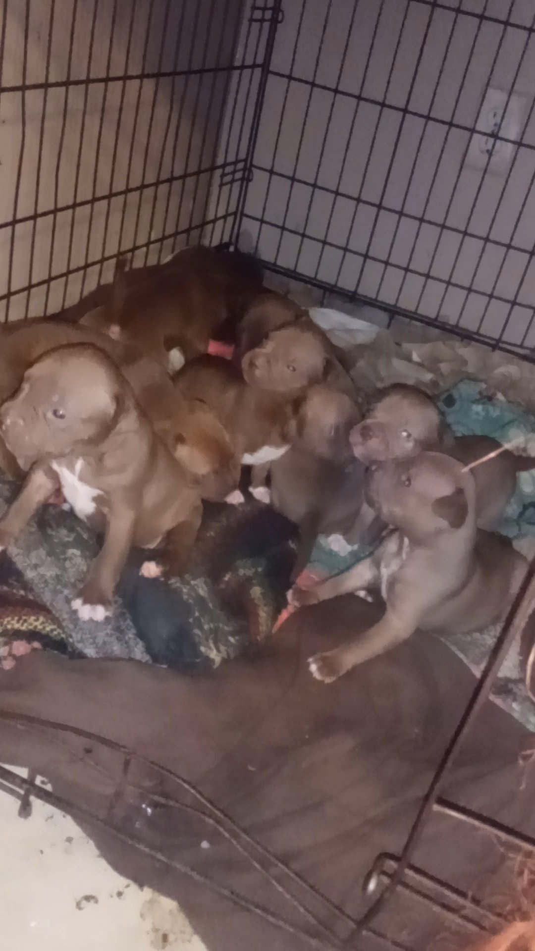 Pocket bully with pitbull