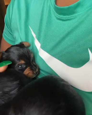 Teacup Yorkie Daisy (Deposit Required)