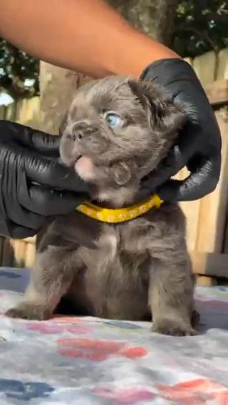 SOLD French Bulldog Fluffy