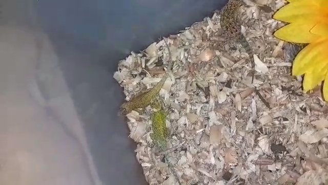 Emerald Swifts