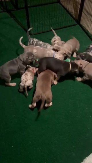 Xl American Bully in Racine, Wisconsin