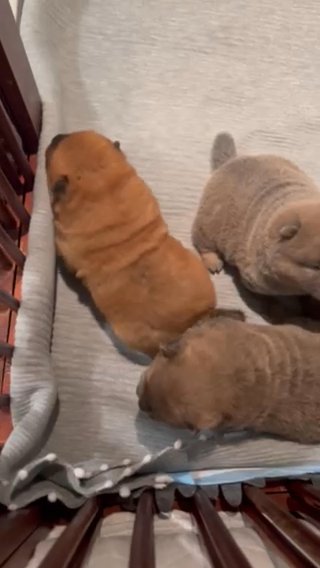 Chow Chow in West Palm Beach, Florida