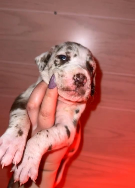 Chocolate Harlequin Brindlepoint Great Dane in Bristol, Virginia