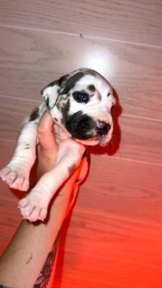 Fawn Harlequin Great Dane in Bristol, Virginia
